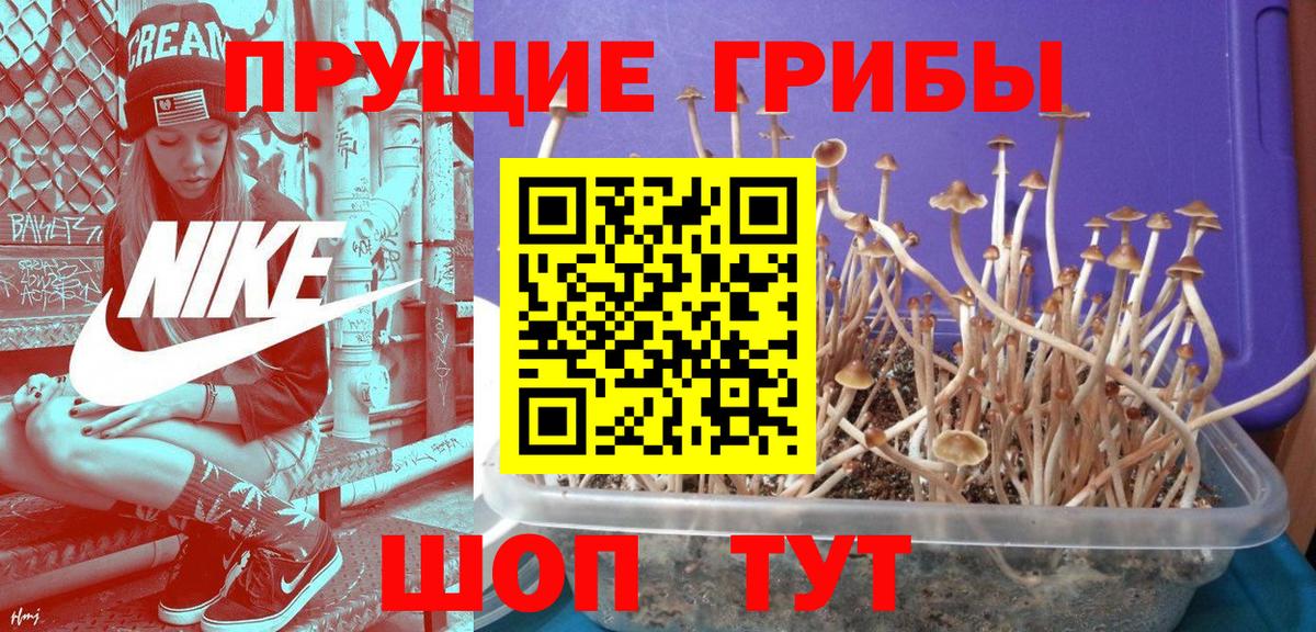 Галлюциногенные грибы мицелий Гатчина